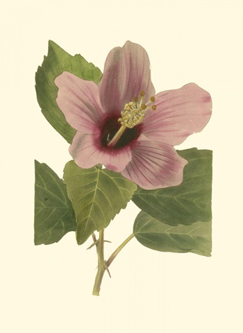 Hibiscus I