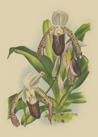 Lindenia Orchids II