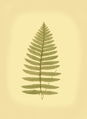 Lowes Fern III