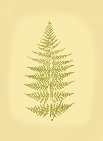 Lowes Fern V