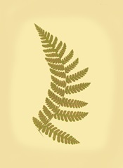 Lowes Fern VI