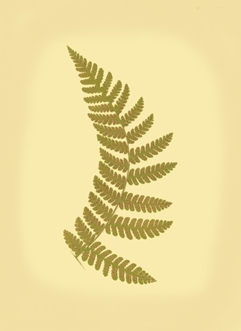 Lowes Fern VI