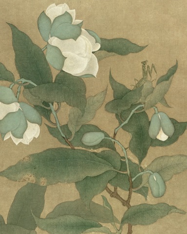 Magnolia and Praying Mantis