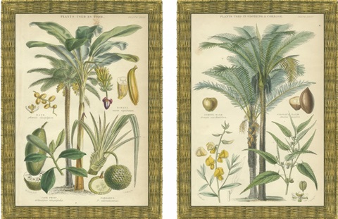 Mini Palms in Rattan