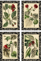 Mini Zebra Botanicals
