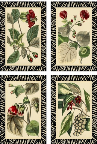 Mini Zebra Botanicals
