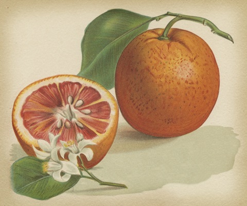 Orange Study I