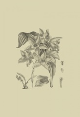 Orchid on Khaki IV