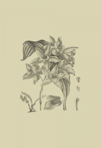 Orchid on Khaki IV