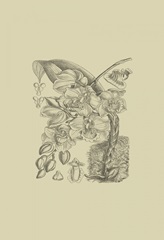 Orchid on Khaki VIII