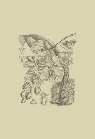 Orchid on Khaki VIII