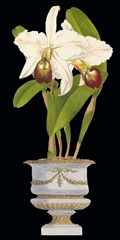Orchids in Silver II