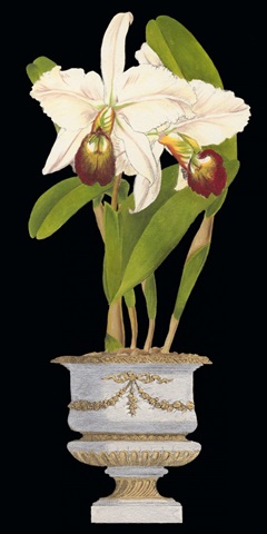 Orchids in Silver II