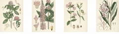 Pink Botanicals
