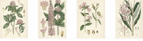 Pink Botanicals