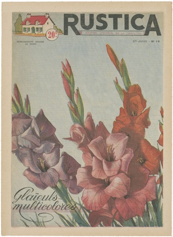 Plantez Des Glaieuls