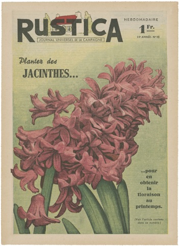 Plantez Des Jacinthes