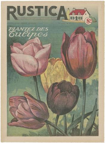 Plantez Des Tulips