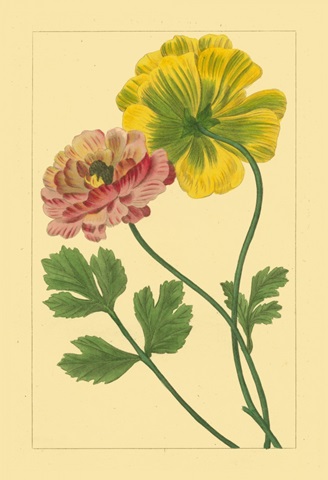 Ranunculus I