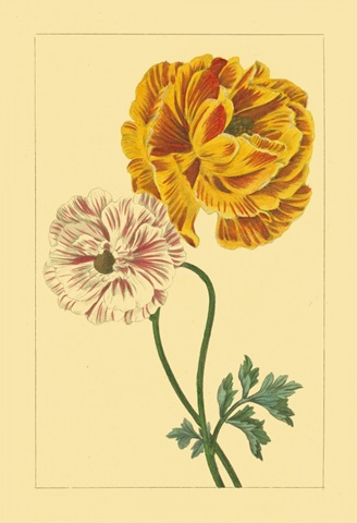 Ranunculus II