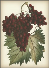 Red Grapes II