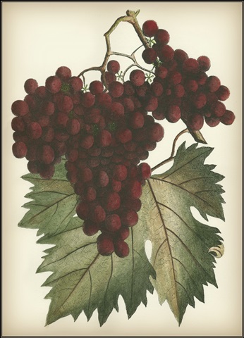Red Grapes II
