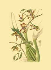 Ridgeway Orchids III