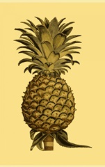 Sepia Pineapple I