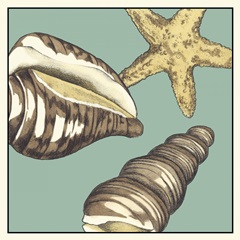 Shell Trio on Blue I