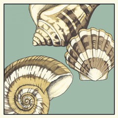 Shell Trio on Blue II
