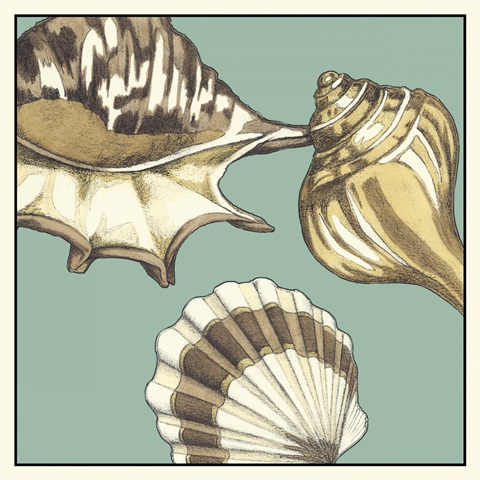Shell Trio on Blue III