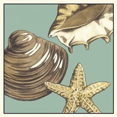 Shell Trio on Blue IV