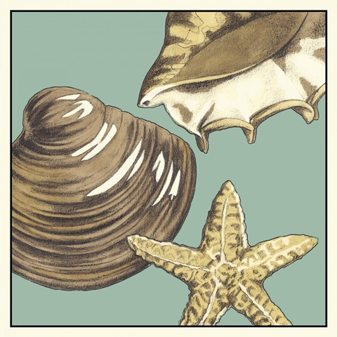 Shell Trio on Blue IV