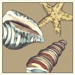 Shell Trio on Khaki I