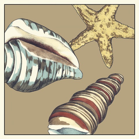 Shell Trio on Khaki I