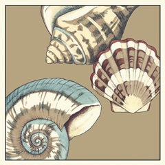 Shell Trio on Khaki II