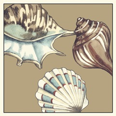 Shell Trio on Khaki III