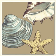 Shell Trio on Khaki IV