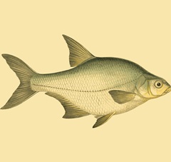 Small Antique Fish I