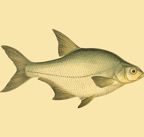 Small Antique Fish I