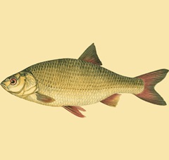 Small Antique Fish II