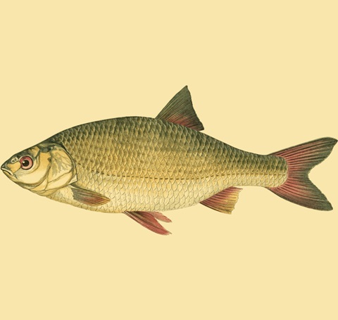 Small Antique Fish II