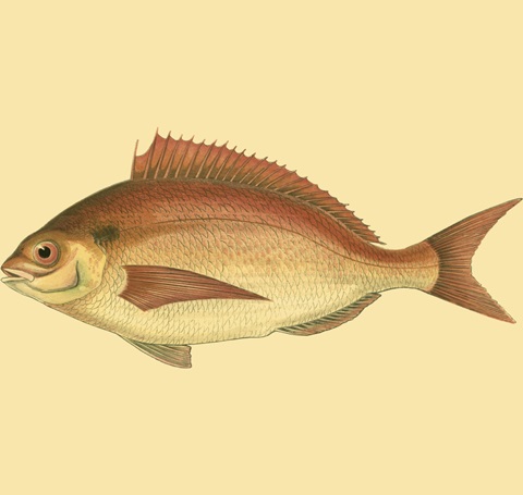 Small Antique Fish III