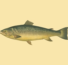 Small Antique Fish V