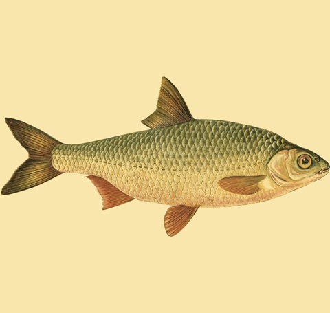 Small Antique Fish VI