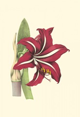 Amaryllis Blooms I