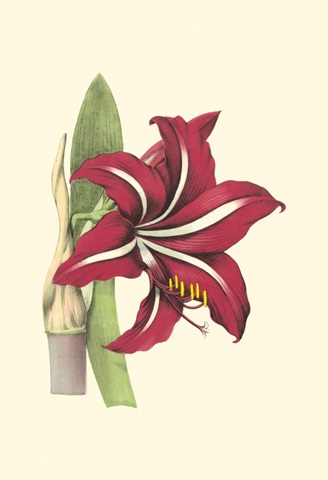 Amaryllis Blooms I