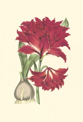 Amaryllis Blooms II