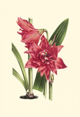 Amaryllis Blooms III