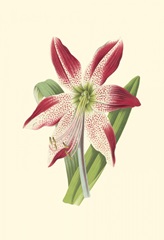 Amaryllis Blooms IV
